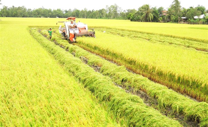 Giá gạo thế giới tăng do dự báo cao về mức cầu