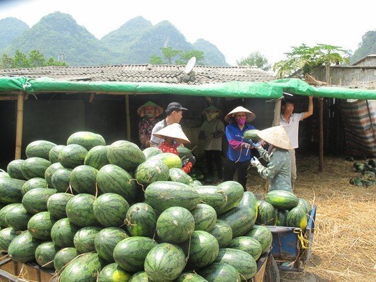 Người ta cấm, Việt Nam vẫn cho dùng