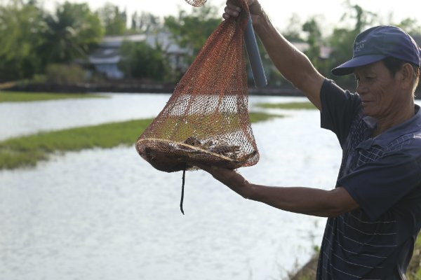 WWF hỗ trợ nông dân nuôi tôm đạt chứng nhận ASC