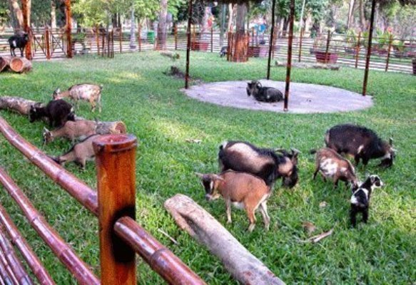 Dự án công viên Saigon Safari gặp khó về mặt bằng