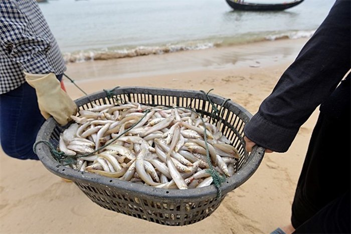 Bộ Y tế: Cá biển tầng đáy ở miền Trung chưa ăn được