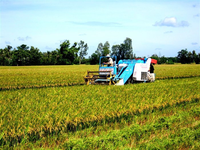 IFC cùng Lộc Trời đẩy mạnh sản xuất lúa gạo bền vững