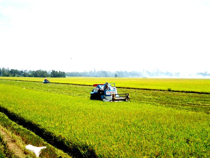 IFC và Lộc Trời giúp nông dân sản xuất lúa gạo bền vững