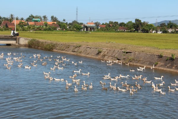 Tạm ngưng nhập khẩu gia cầm từ Mỹ do cúm gia cầm