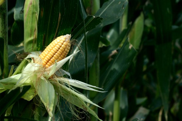 Giá bắp giống GMO sẽ gần bằng giống thường