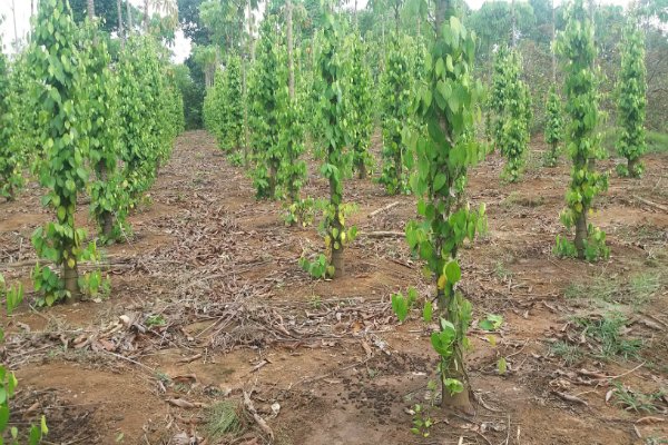 Xuất khẩu cà phê, cao su tăng mạnh trong quí 1