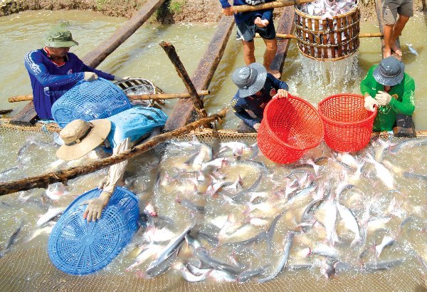 Thuế bán phá giá cá tra vẫn giữ nguyên mức 2,39 đô la/kg