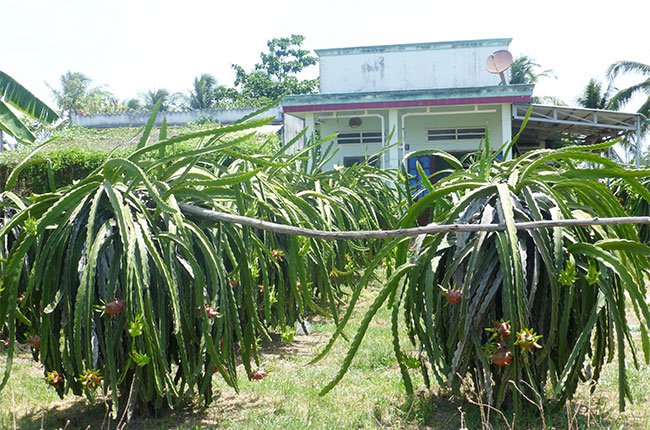 Bình Thuận làm tour du lịch đến vườn thanh long