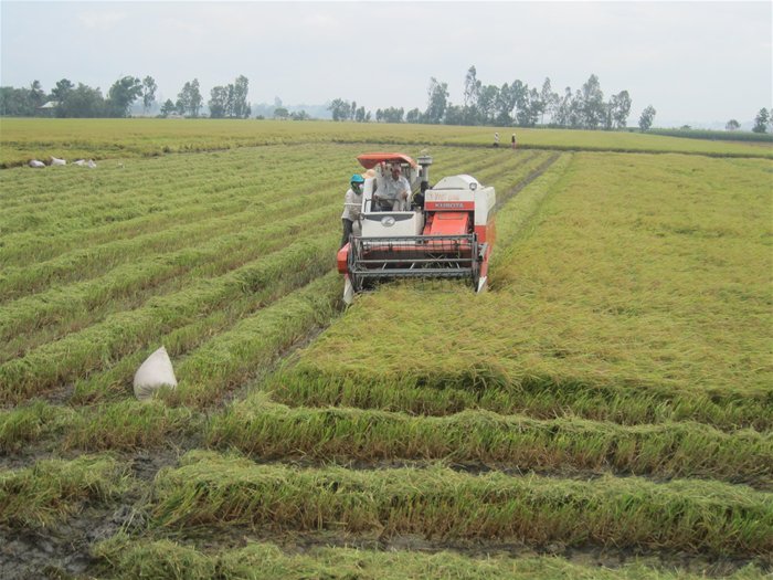 VFA muốn Tổng công ty lương thực “độc quyền” bán gạo