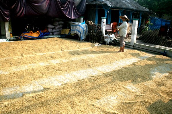 Xuất khẩu gạo sẽ giảm về lượng, tăng giá trị 