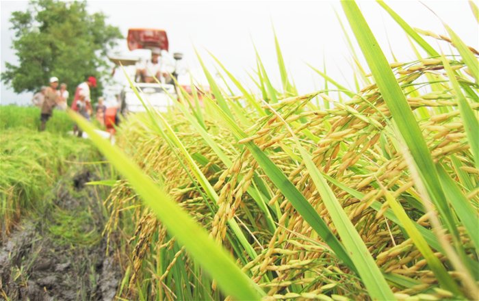 Trình Chính phủ sửa nghị định xuất khẩu gạo 