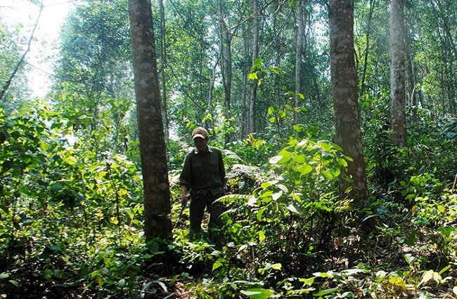 Quốc hội: tỷ lệ che phủ rừng đạt 41% diện tích cả nước
