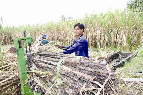 Kéo dài bảo hộ không thể cứu ngành mía đường