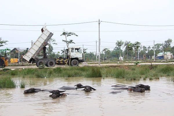 Cần giải pháp căn cơ