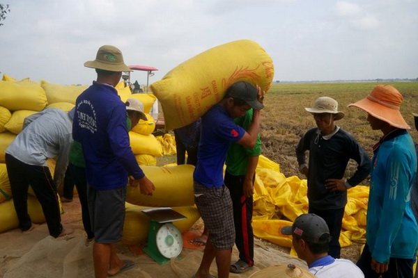 Nhu cầu tăng đẩy giá lúa gạo tăng vọt