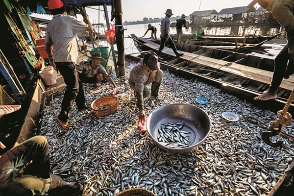 Cá mỉm cười Cá mỉm cười