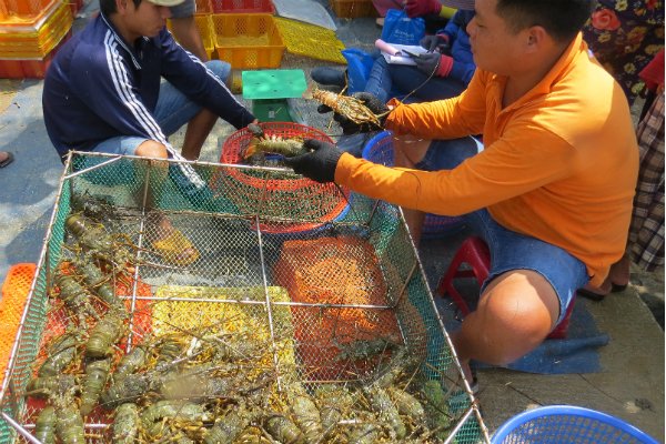 Đầu năm đi thăm “vương quốc tôm hùm”