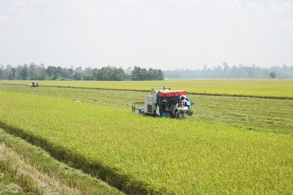 USDA lạc quan về xuất khẩu gạo Việt Nam