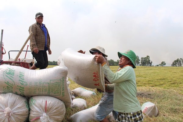 Philippines mời dự thầu, thị trường gạo Việt sôi động