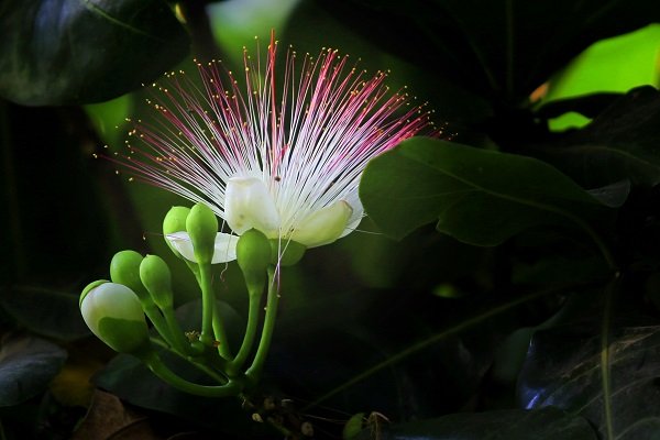 Hoa bàng vuông Trường Sa khoe sắc giữa thành phố