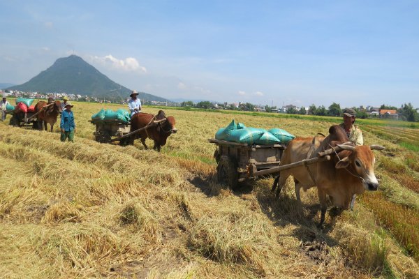 Những chú bò kéo 