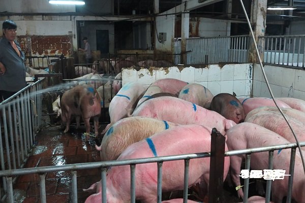 Giá heo hơi tăng kỷ lục, người chăn nuôi khó mua con giống