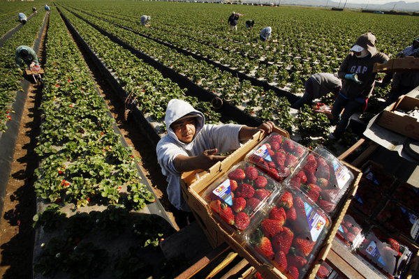 Các nông trại Mỹ đối mặt với cuộc khủng hoảng lao động