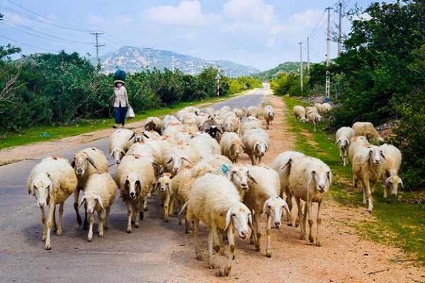 Vùng đất của những bầy cừu
