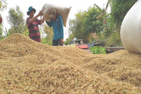Thương hiệu gạo Việt Nam sẽ được bảo hộ quốc tế