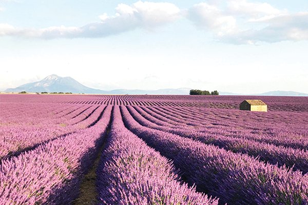 Đến Provence ngắm hoa oải hương