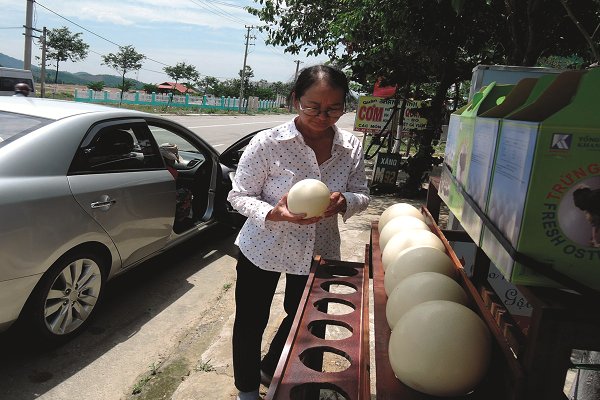 Đến Đà Nẵng du lịch, mua trứng đà điểu