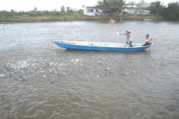 VASEP tin Mỹ sẽ công nhận tương đương cho cá tra Việt Nam