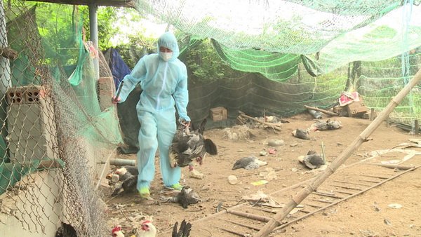 Phú Yên xuất hiện cúm gia cầm H5N6, khả năng lây sang người