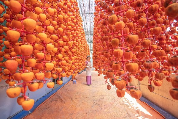 Đặc sản hồng treo gió