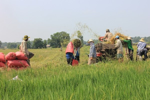 Giá lúa gạo có dấu hiệu tăng trở lại