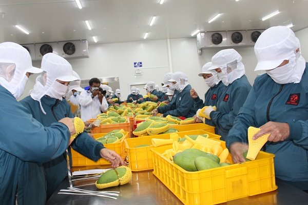 Hoa quả Việt muốn “chinh phục” thế giới thì phải sạch