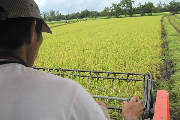 Nông dân và doanh nghiệp mất lòng tin, cánh đồng lớn hết 