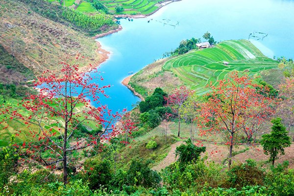 Mùa hoa gạo Tây Bắc