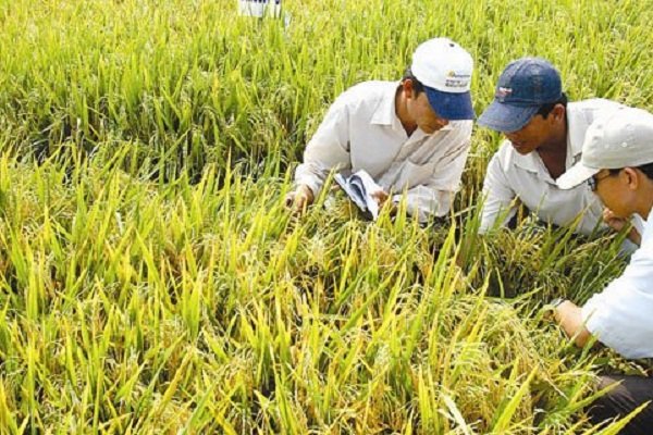 Cây lúa mùa, bài toán nông nghiệp ĐBSCL