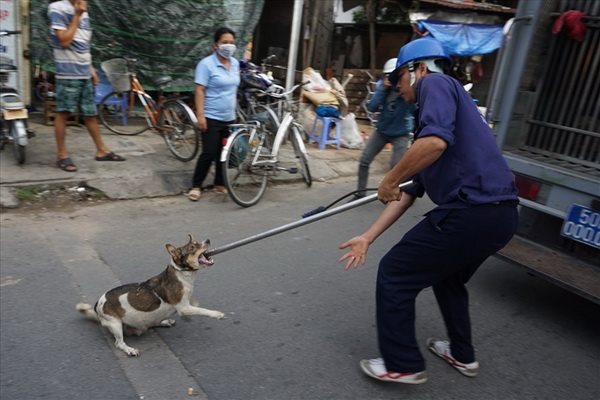 Quản lý nghiêm chó thả rông ở đô thị: Đánh trống bỏ dùi