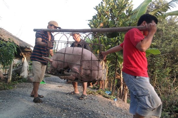 Tiêu hủy heo châu Phi: Trục lợi chính sách bị xử lý nghiêm