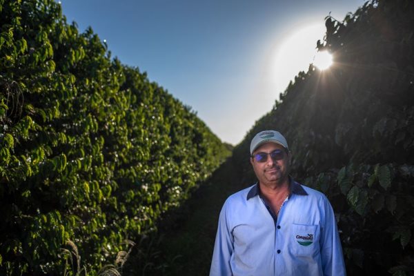Giá cà phê thấp, nông dân Brazil vẫn ồ ạt mở rộng trang trại