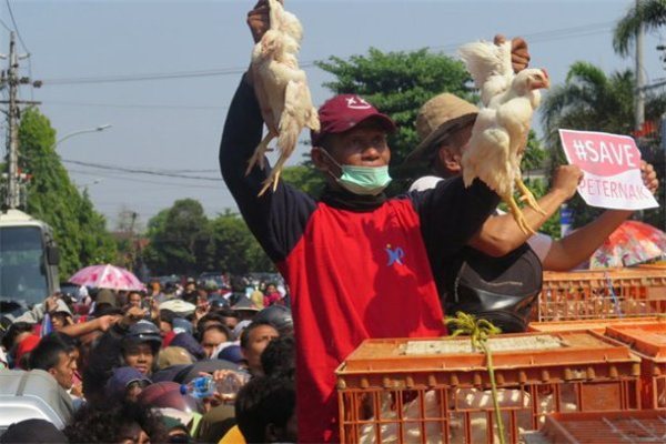 Nông dân Indonesia phát gà miễn phí vì giá bán quá bèo bọt