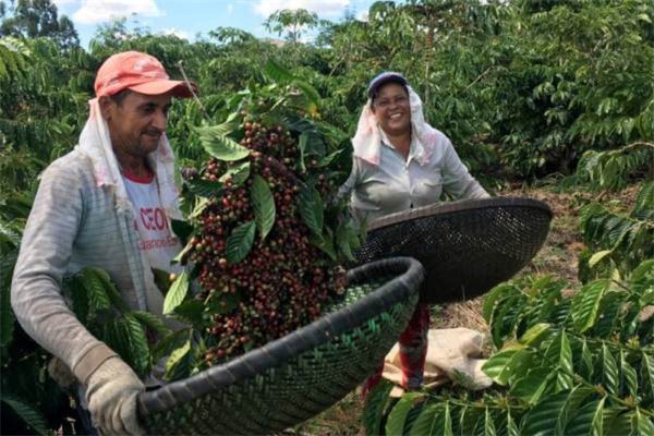 Sự trỗi dậy của cà phê robusta