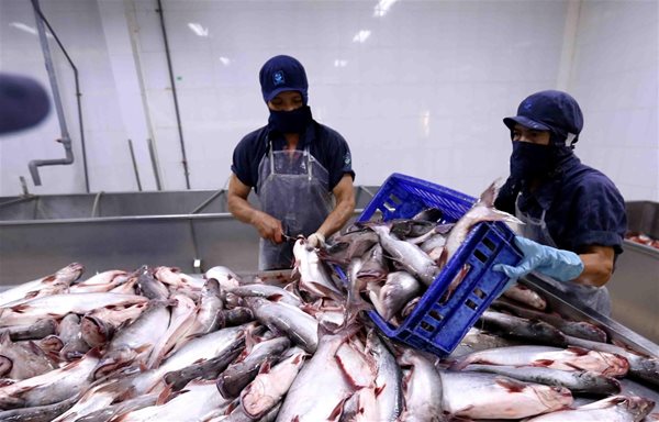 Mỹ công nhận Việt Nam đủ điều kiện xuất khẩu cá da trơn