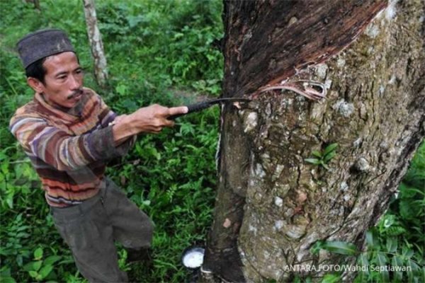 Bệnh nấm gây rụng lá cao su, đe dọa sản lượng toàn cầu