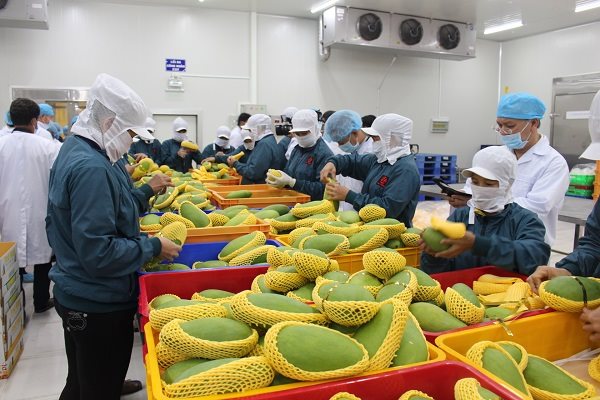 Lo lắng tìm đầu ra cho nông sản sắp thu hoạch
