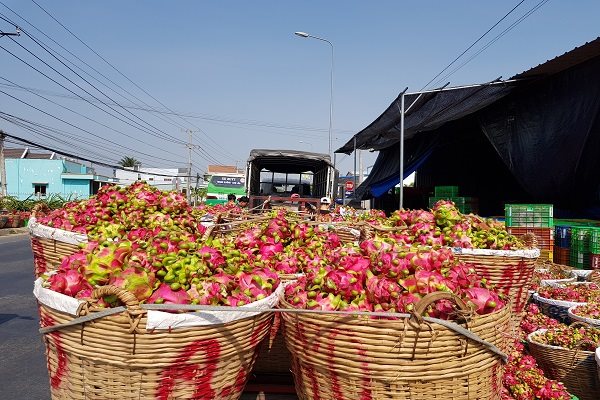 Vừa thông đường đi Trung Quốc, giá thanh long vọt lên 40.000 đồng