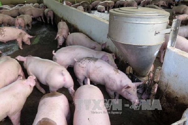 Từ năm 2025, các quận nội thành TPHCM sẽ không còn chăn nuôi heo