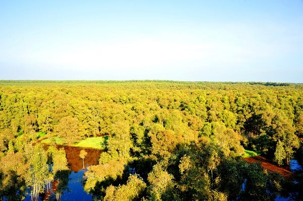 Rừng tràm Trà Sư, điểm đến hấp dẫn miền Tây Nam bộ